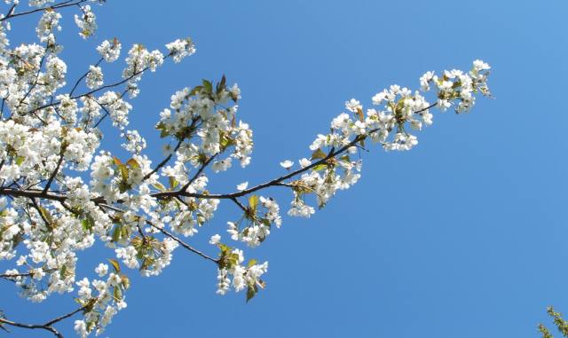  - apple-tree-blossom-talliskeeton