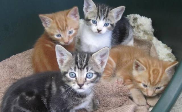 Unwanted kitten crisis 'worst in 32 years' | Isle of Wight News ...