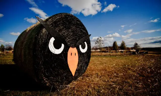 angry bird hay bale