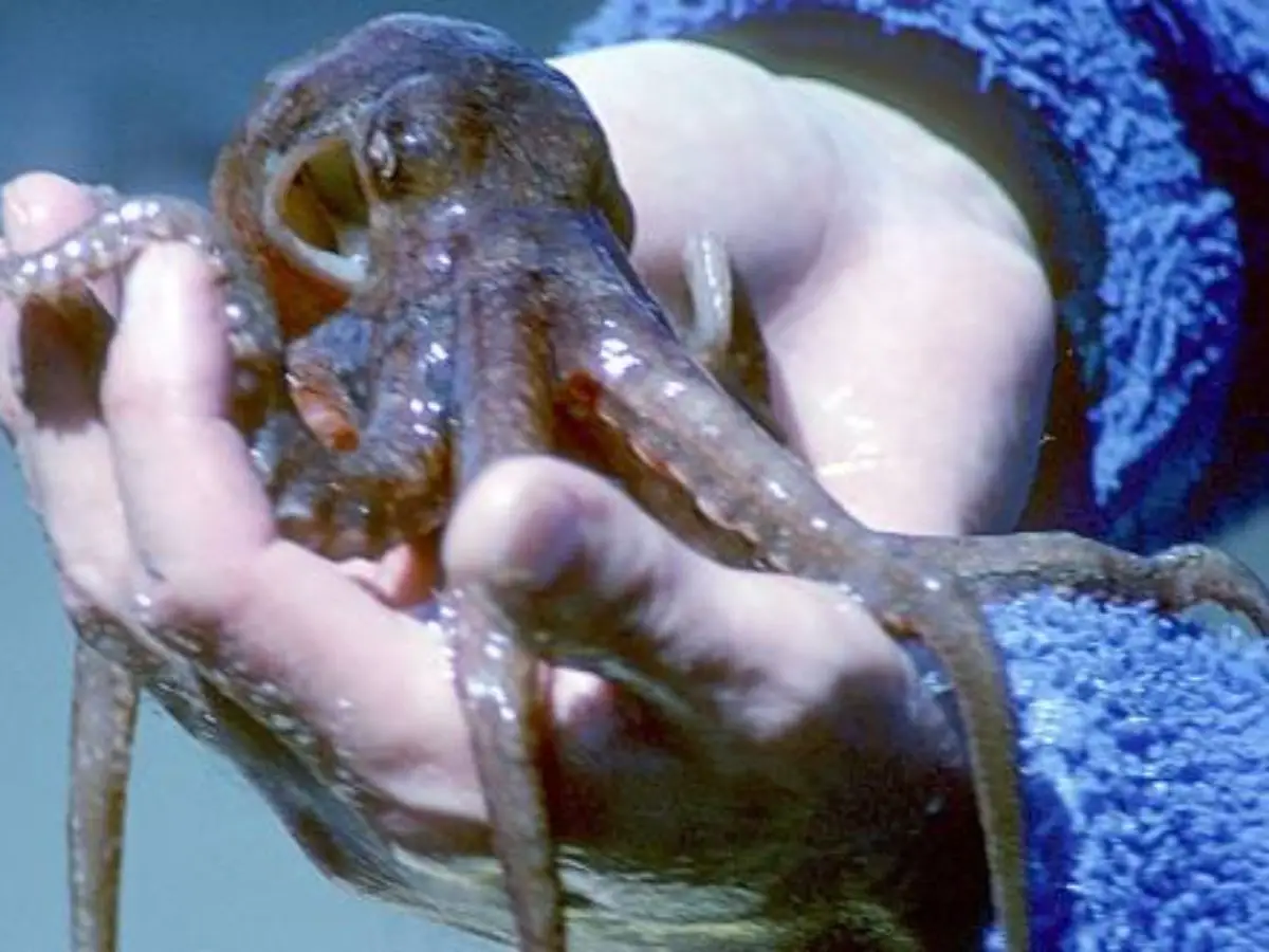 Jonathan Dodd: Octopus blood