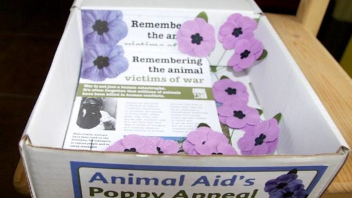 Purple poppy best sale pet tag