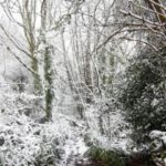 batts-copse-lewishalstead-2