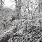 batts-copse-lewishalstead-3