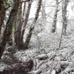 batts-copse-lewishalstead-4
