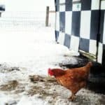 hens-tomsecolodge
