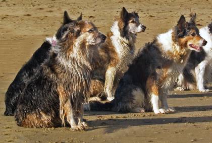 iw-dog-training-society-beach-walk