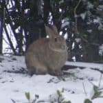 rabbit-john-whitehead