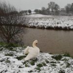 swan-bradingmarshes-liz66