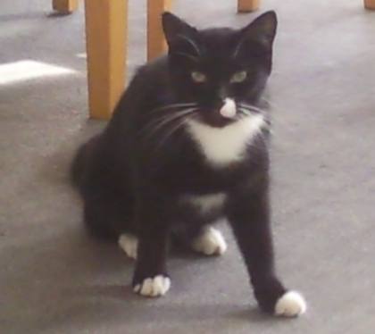 missing-cat-dudley-road-2