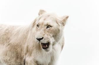 white-lion-iwzoo