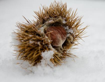 snow-nut-rustymarvin