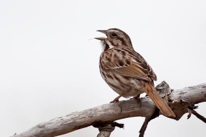 Bird singing: