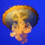 Jellyfish: