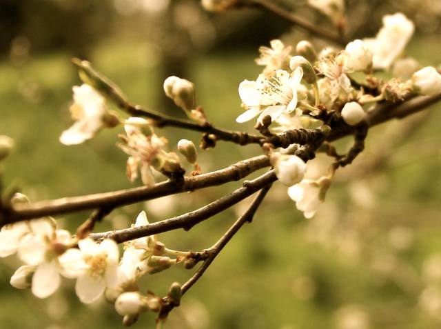 Petula Pendula's blossom: