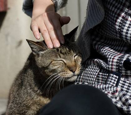 Cat being stroked: