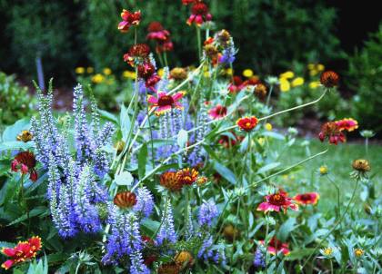 Flowers in garden: