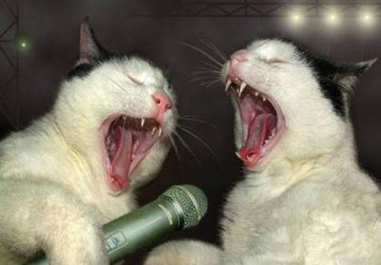Cats singing: