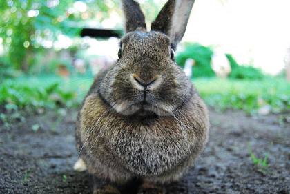 Rabbit: