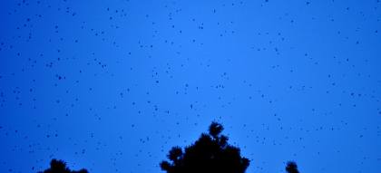 Swarm of Swifts: