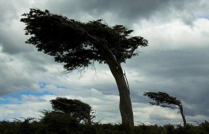 Windy trees:
