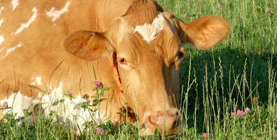 Briddlesford Cow: