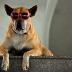 Dog with sunglasses: