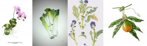 ventnor botanical artists: