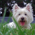 Westie terrier