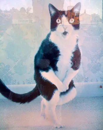 Cat dancing: