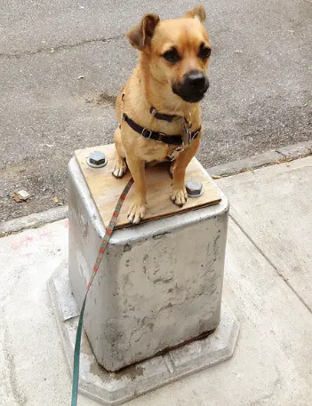 Dog on plinth :