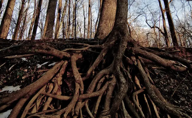 Root and Branch :
