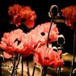 Poppies: