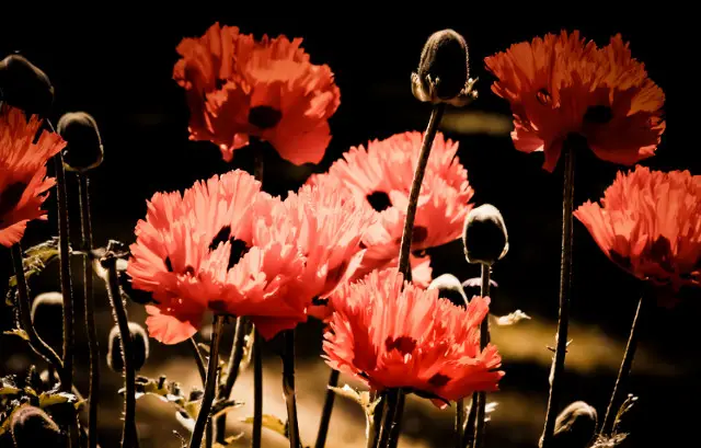 Poppies: