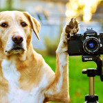 Dog taking photographs