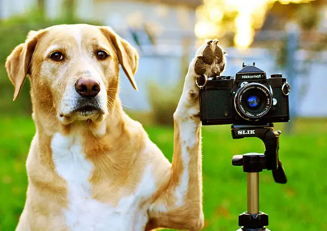 Dog taking photographs