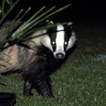 Badger at night by chr1sp