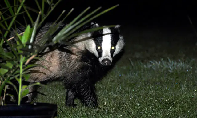 Badger at night by chr1sp