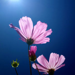 Flower and sunlight