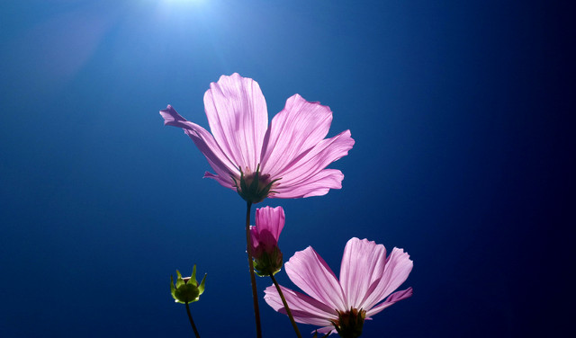 Flower and sunlight