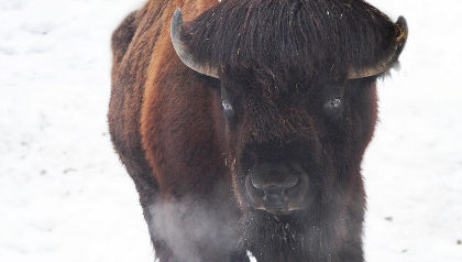 Freezing bison :