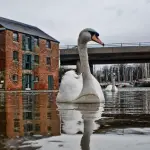 Giant swans: