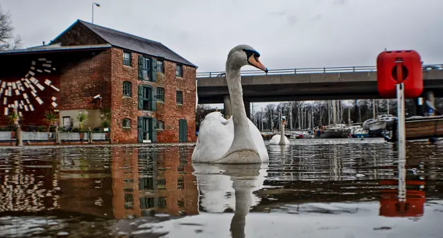 Giant swans: