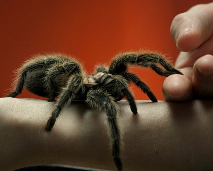 Tarantula on hand