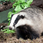 Badger by BROTY1