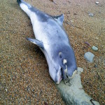 Dead porpoise at Battery Bay