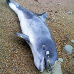Dead porpoise at Battery Bay :