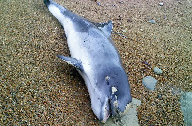 Dead porpoise at Battery Bay :