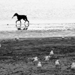 Dog on beach :