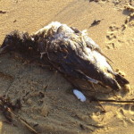 Razorbill on Sandown Beach