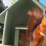 Red Squirel: